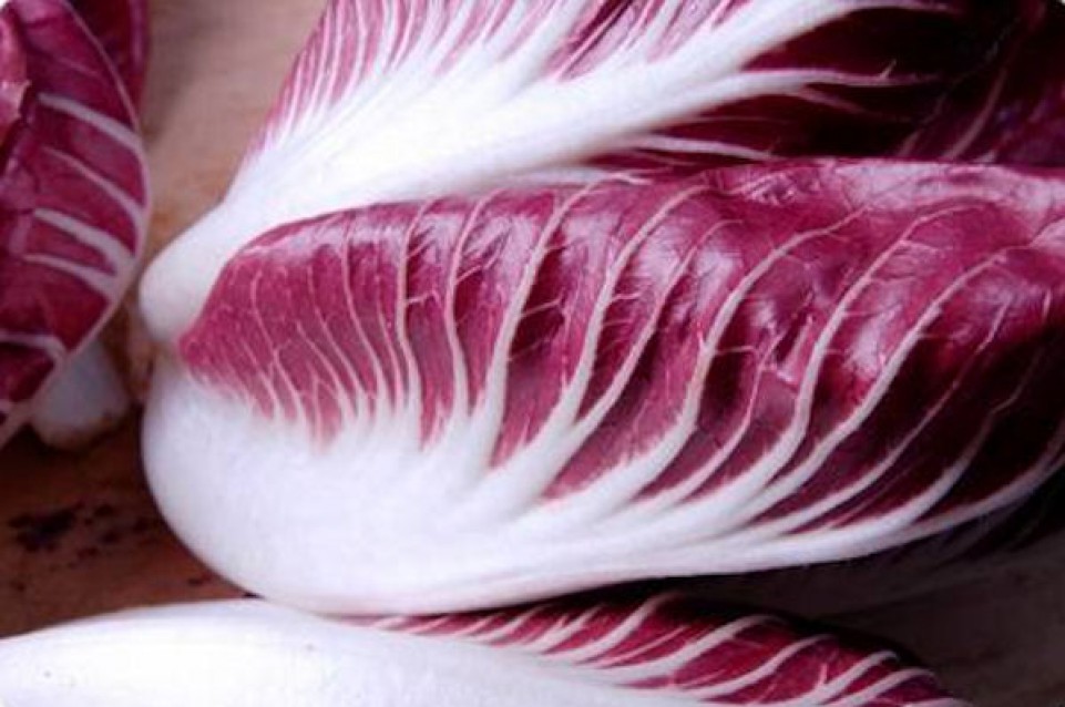 Il 19 e 20 dicembre a Mogliano Veneto arriva la "Mostra del Radicchio Rosso" Il 19 e 20 dicembre a Mogliano Veneto arriva la "Mostra del Radicchio Rosso"