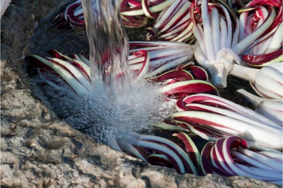 Mostra del Radicchio Rosso di Treviso IGP Tardivo: dal 10 al 19 gennaio a Zero Branco