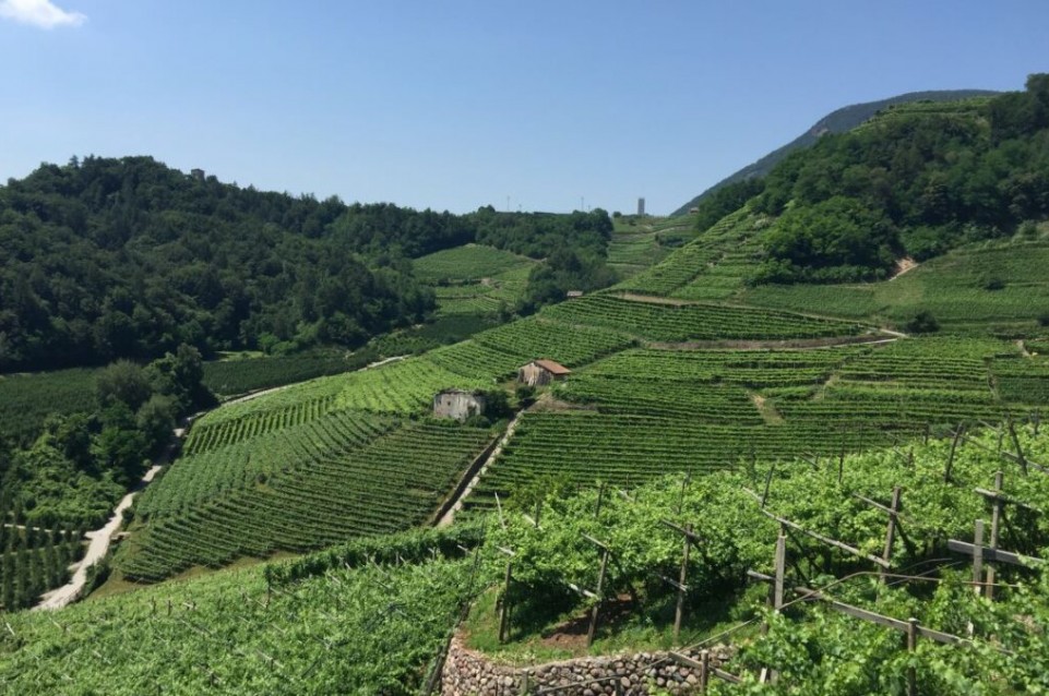 Müller Thurgau: Vino di Montagna: dal 29 luglio all'1 agosto in Val di Cembra 