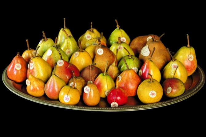 Il museo della frutta Il museo della frutta