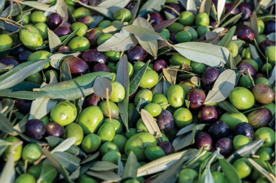 Olio in Villa e Oliveti aperti: il 26 novembre e il 3 dicembre a Maser Olio in Villa e Oliveti aperti: il 26 novembre e il 3 dicembre a Maser