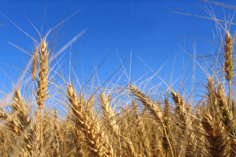 Open Day del gusto a Bentivoglio il 26 giugno si celebra il grano maturo 