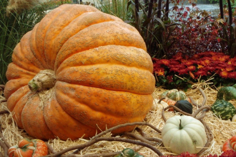 Dal 2 al 4 ottobre a Piozzo torna la "Fiera Regionale della Zucca"