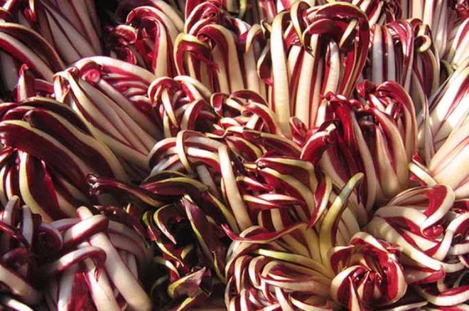 A Preganziol il 20 e 21 gennaio arriva la "Mostra del Radicchio Rosso di Treviso" 