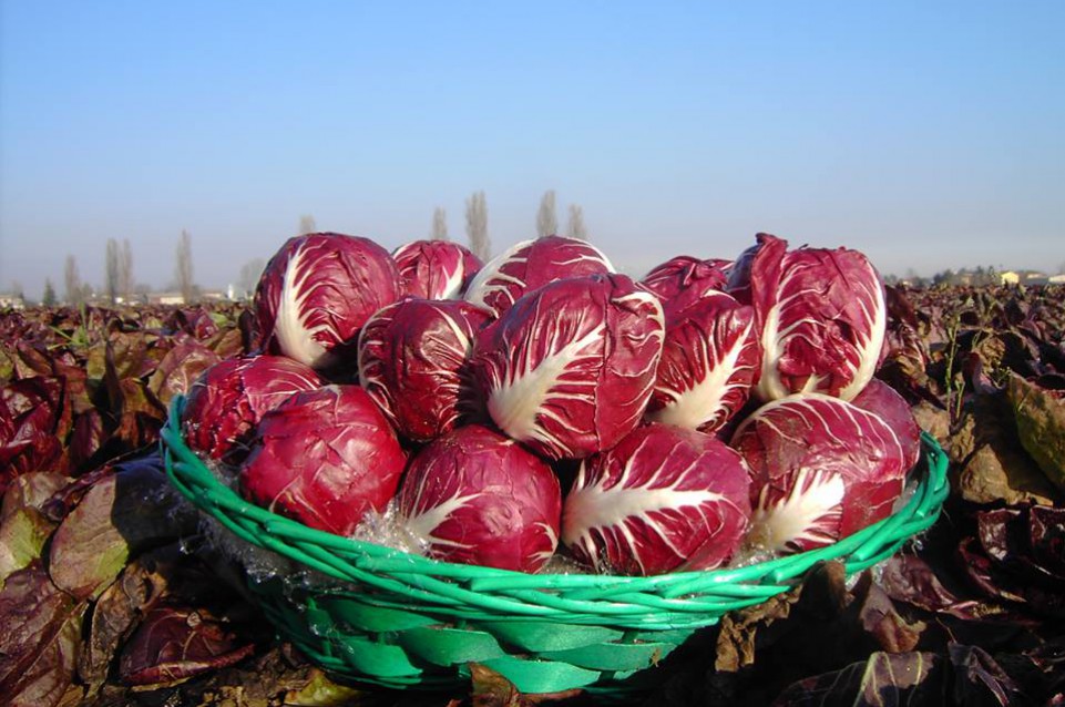 Radicchio in Festa: dal 27 al 29 gennaio a Casaleone 