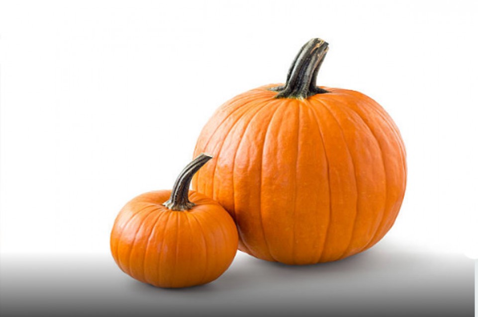 A Reggiolo i weekend dal 16 al 24 settembre arriva la "Festa della Zucca" A Reggiolo i weekend dal 16 al 24 settembre arriva la "Festa della Zucca"