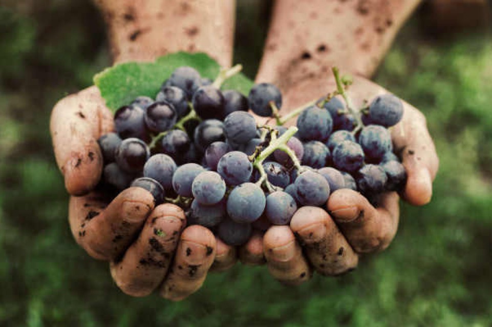 Il 30 e 31 Gennaio 2016 Rocca Salimbeni ospiterà la prima edizione di Wine&Siena