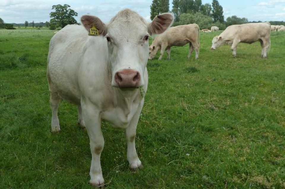 Sagra della bistecca alla fiorentina di razza romagnola e del pane romagnolo: il 24 aprile a Ranchio