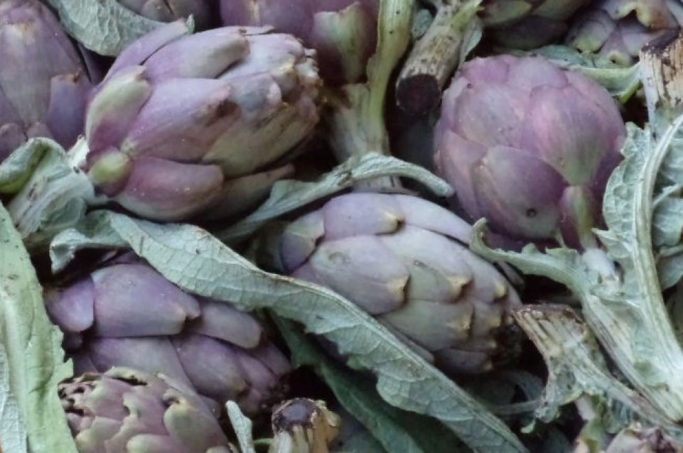 Sagra del Carciofo Nostrano: dal 6 all'8 maggio a Filetto di Senigallia