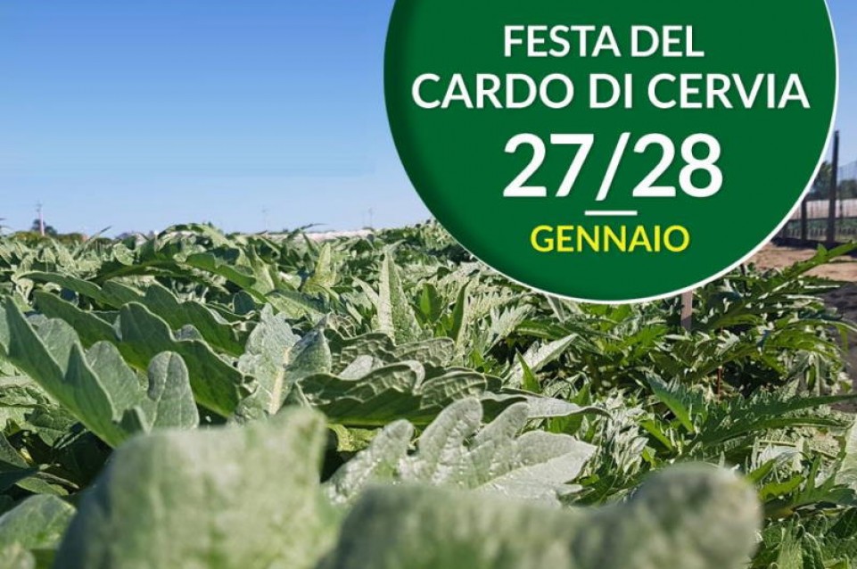 Sagra del cardo dolce: il 27 e il 28 gennaio a Cervia