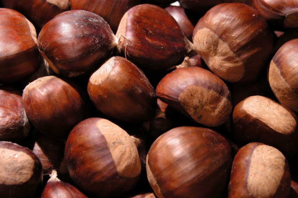 Sagra della castagna e del tartufo: dal 23 al 25 ottobre a Bagnoli Irpino Sagra della castagna e del tartufo: dal 23 al 25 ottobre a Bagnoli Irpino