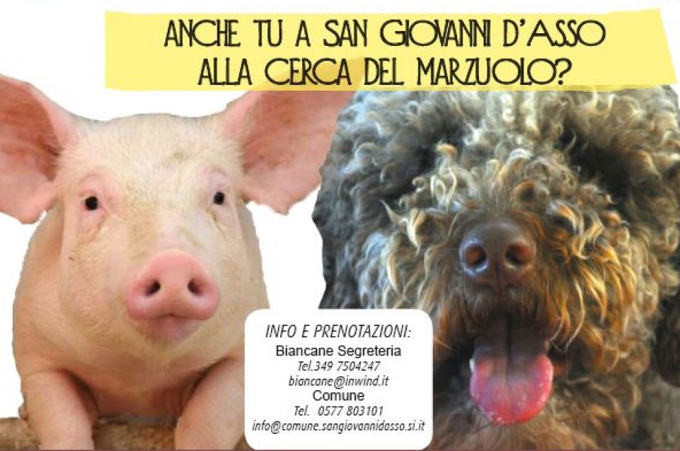 Il 21 e il 22 marzo a San Giovanni d'Asso torna il profumo del Tartufo Marzuolo Il 21 e il 22 marzo a San Giovanni d'Asso torna il profumo del Tartufo Marzuolo
