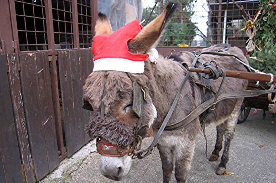 Il 19 e 20 dicembre a Somma Vesuviana arriva il "Natale Contadino" Il 19 e 20 dicembre a Somma Vesuviana arriva il "Natale Contadino"