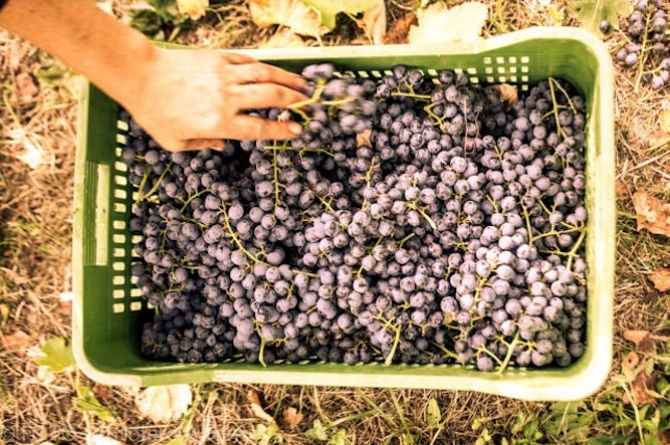 "South of Europe – Mediterranean Wines": ad Enologica il gusto del Mediterraneo "South of Europe – Mediterranean Wines": ad Enologica il gusto del Mediterraneo