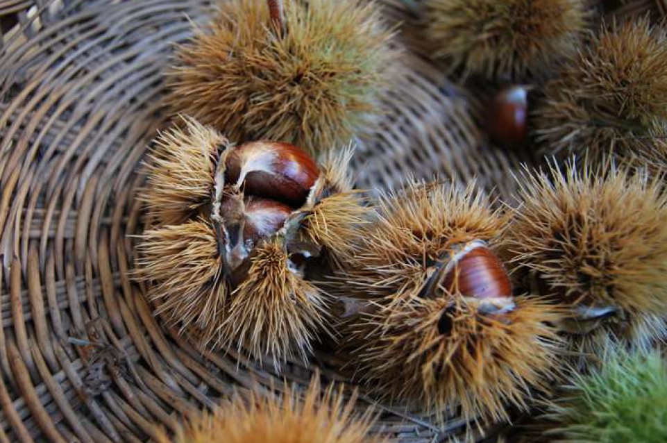 L'11 ottobre a Talamello arriva la "Fiera delle Castagne" L'11 ottobre a Talamello arriva la "Fiera delle Castagne"