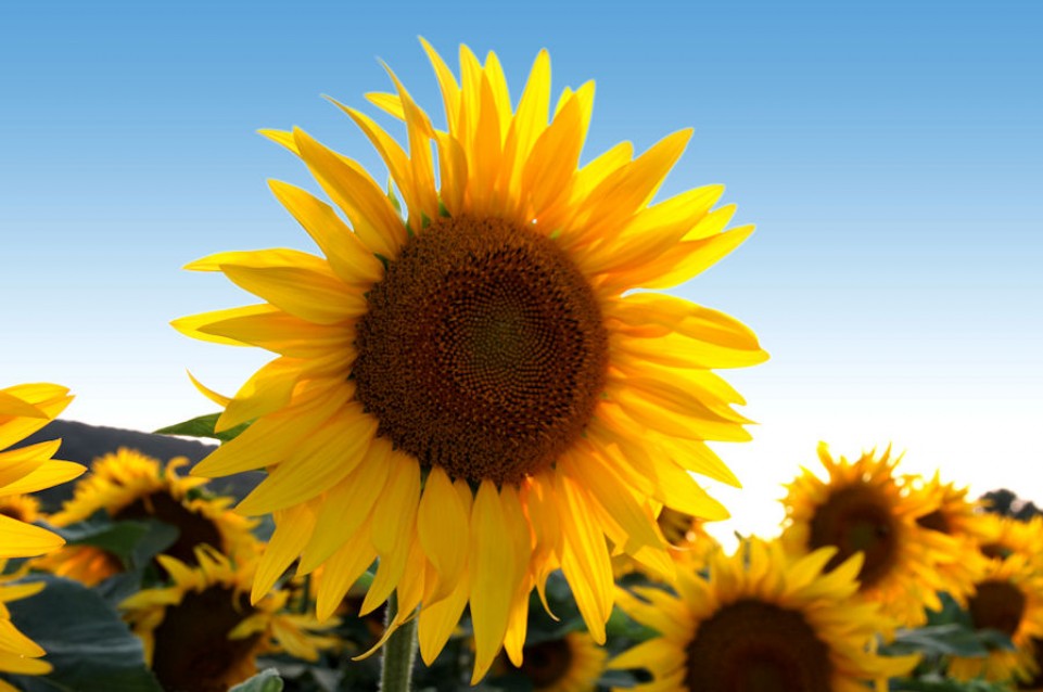 Il primo maggio a Turate torna la colorata "Fiera del Fiore" Il primo maggio a Turate torna la colorata "Fiera del Fiore"