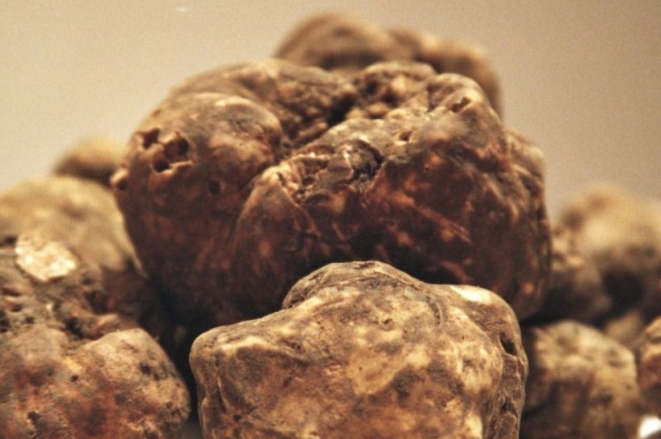 Il 28 e il 29 marzo a Volterra arriva la VI Mostra Mercato del Tartufo Marzuolo Il 28 e il 29 marzo a Volterra arriva la VI Mostra Mercato del Tartufo Marzuolo