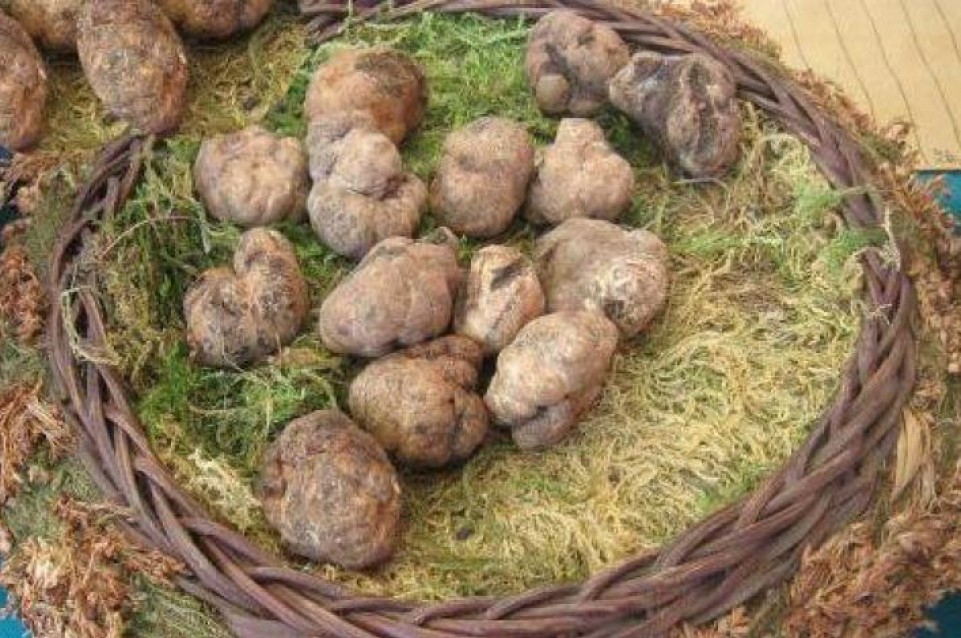 Mostra Mercato del Tartufo Marzuolo: il 24 e 25 marzo a Volterra 