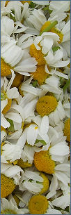 Fiori di camomilla