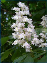 Il fiore del castagno