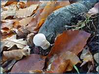 Lycoperdon sp., un tipico fungo autunnale