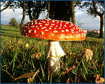 Amanita muscaria, tipico fungo velenoso