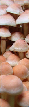 Composizione di funghi