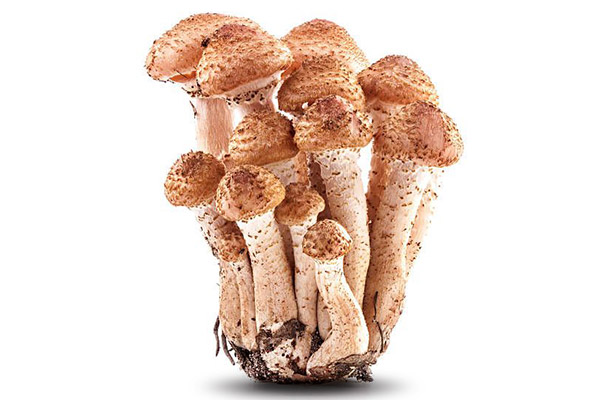 Funghi chiodini