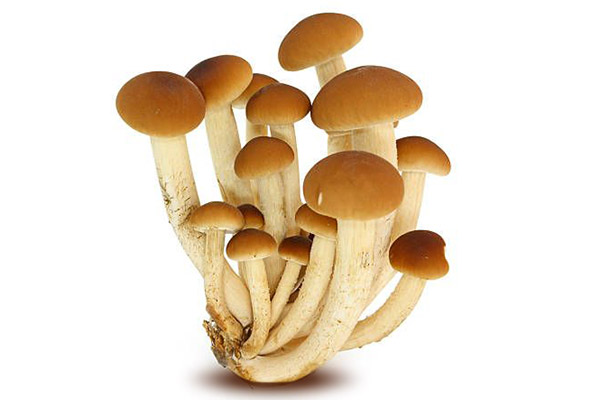 Funghi pioppini