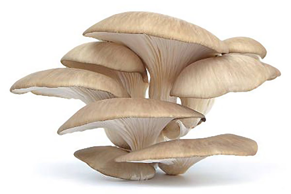 Funghi pleurotus