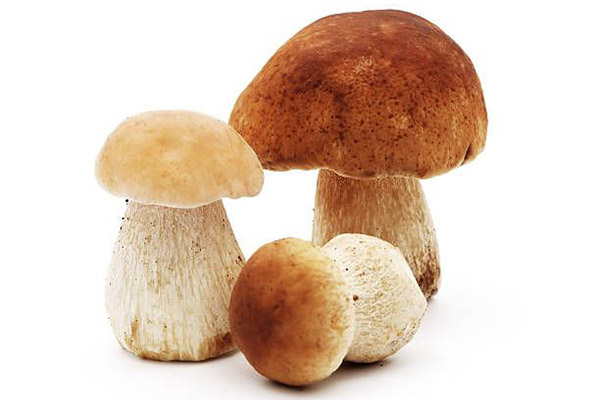 Funghi porcini