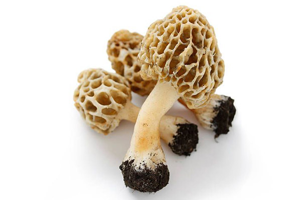 Funghi spugnole