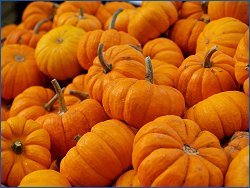 La zucca