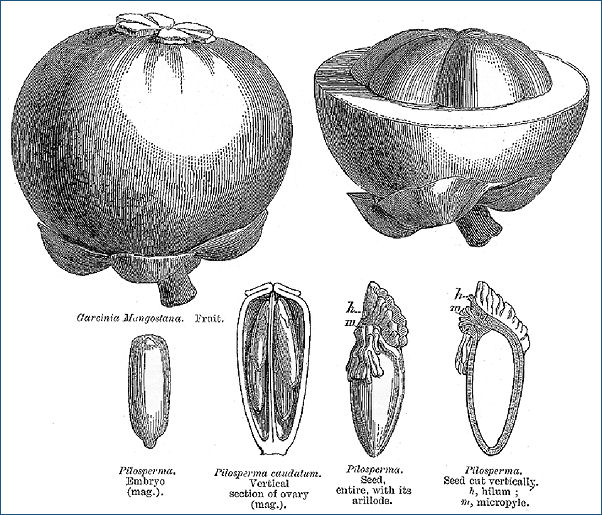Il mangostano raffigurato in un'antica tavola botanica Il mangostano raffigurato in un'antica tavola botanica