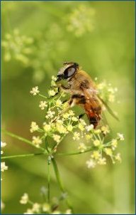 Un'ape sul fiore