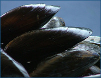 Cozze