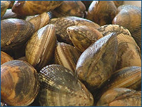 Vongole