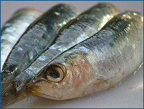 La sardina