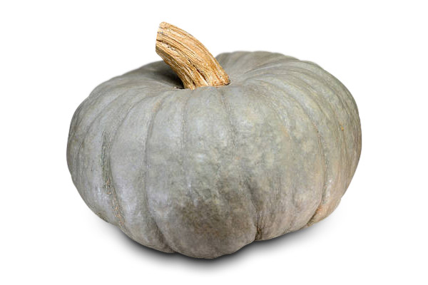 Zucca Beretta Piacentina