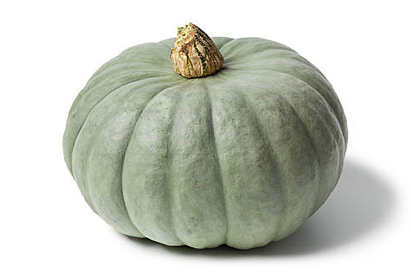 Zucca grigia di Bologna