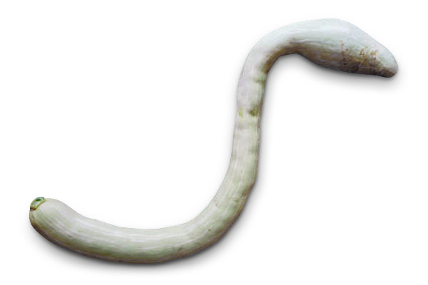 Zucca serpente di Sicilia